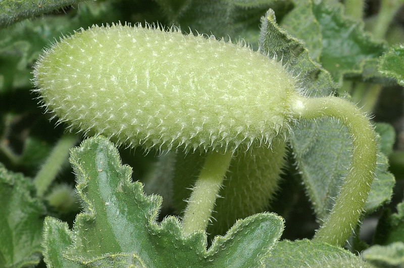Ecballium elaterium / Cocomero asinino